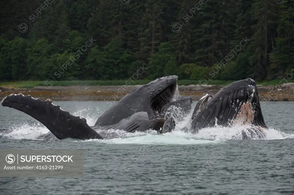 Humpback whales bubble-net feeding in False Bay, Chatham Strait, Chichagof Island, Tongass National Forest, Alaska, USA