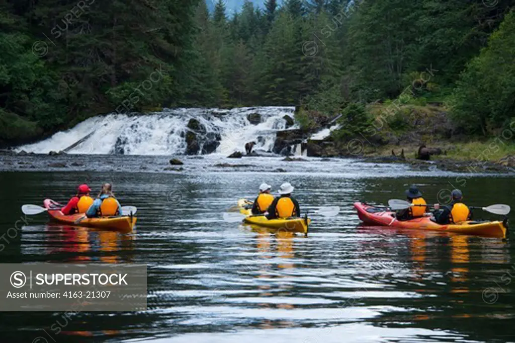 People in sea kayaks watching brown bears fishing for salmon in waterfall at Pavlof Harbor in Chatham Strait, Chichagof Island, Tongass National Forest, Alaska, USA