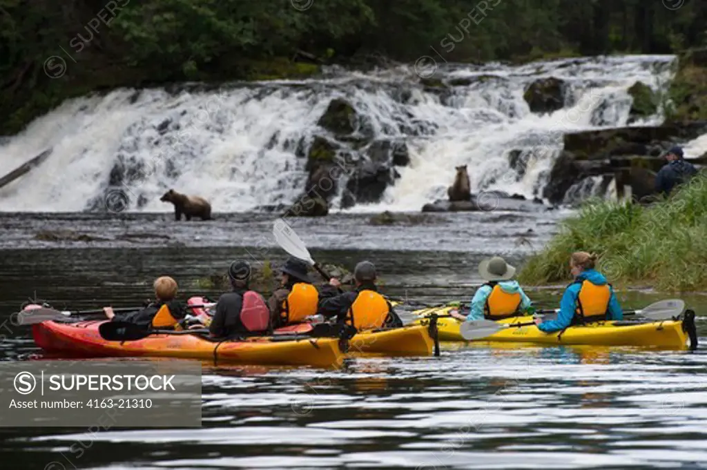 People in sea kayaks watching brown bears fishing for salmon in waterfall at Pavlof Harbor in Chatham Strait, Chichagof Island, Tongass National Forest, Alaska