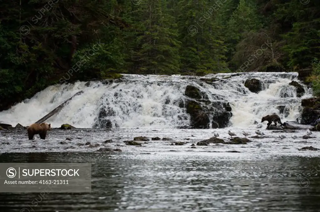 Brown bears fishing for salmon in waterfall at Pavlof Harbor in Chatham Strait, Chichagof Island, Tongass National Forest, Alaska, USA