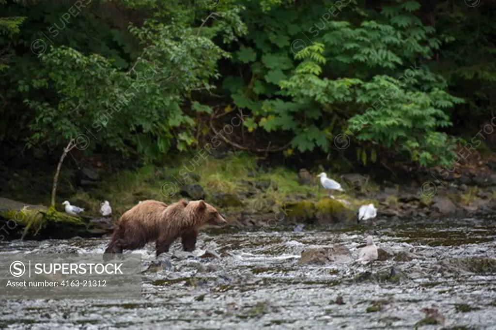 Brown bear fishing for salmon in creek at Pavlof Harbor in Chatham Strait, Chichagof Island, Tongass National Forest, Alaska, USA
