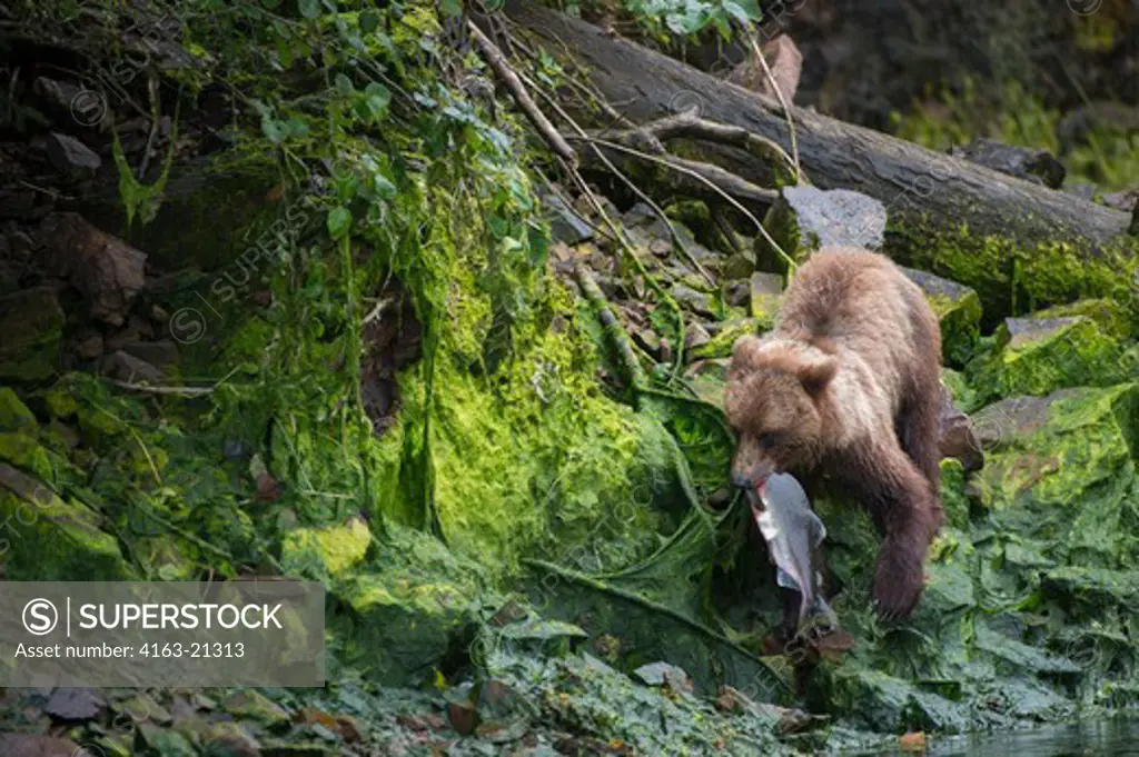 Brown bear with salmon at Pavlof Harbor in Chatham Strait, Chichagof Island, Tongass National Forest, Alaska, USA