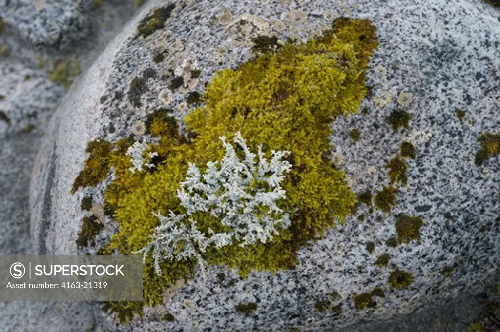 Plant life, such as mosses and lichens, is returning after glaciers melt as seen here at Baird Glacier in Scenery Cove, Thomas Bay, Tongass National Forest, Alaska