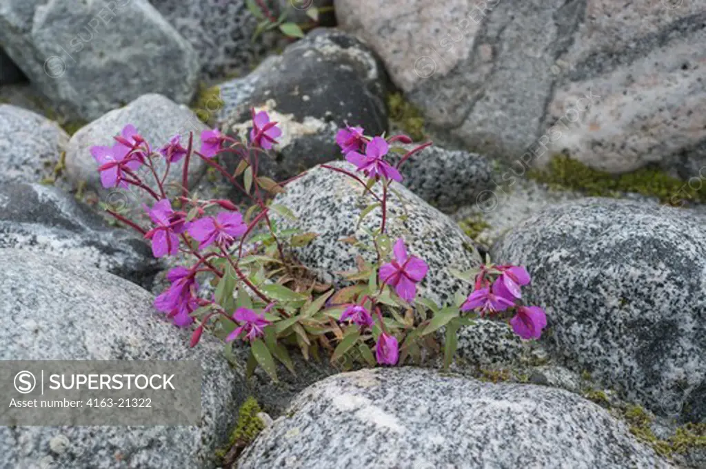 Plant life, such as dwarf fireweed, is slowly returning after the ice of glaciers melt as seen here at Baird Glacier in Scenery Cove, Thomas Bay, Tongass National Forest, Alaska