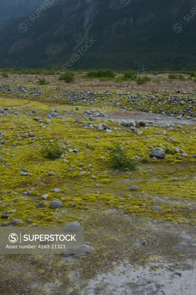Plant life, such as Alder trees, mosses and lichens, is slowly returning after the ice of glaciers melt as seen here at Baird Glacier in Scenery Cove, Thomas Bay, Tongass National Forest, Alaska
