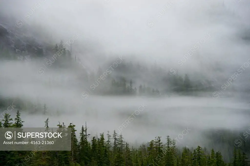 Fog rising out of forest after rain at Fords Terror, Endicott Arm, Tongass National Forest, Alaska, USA