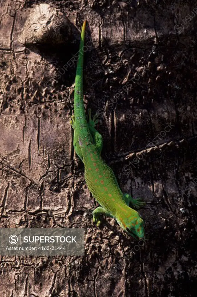 Madagascar, Near Moramanga, Mandraka, Lizard, (Phelsuma Sp.)