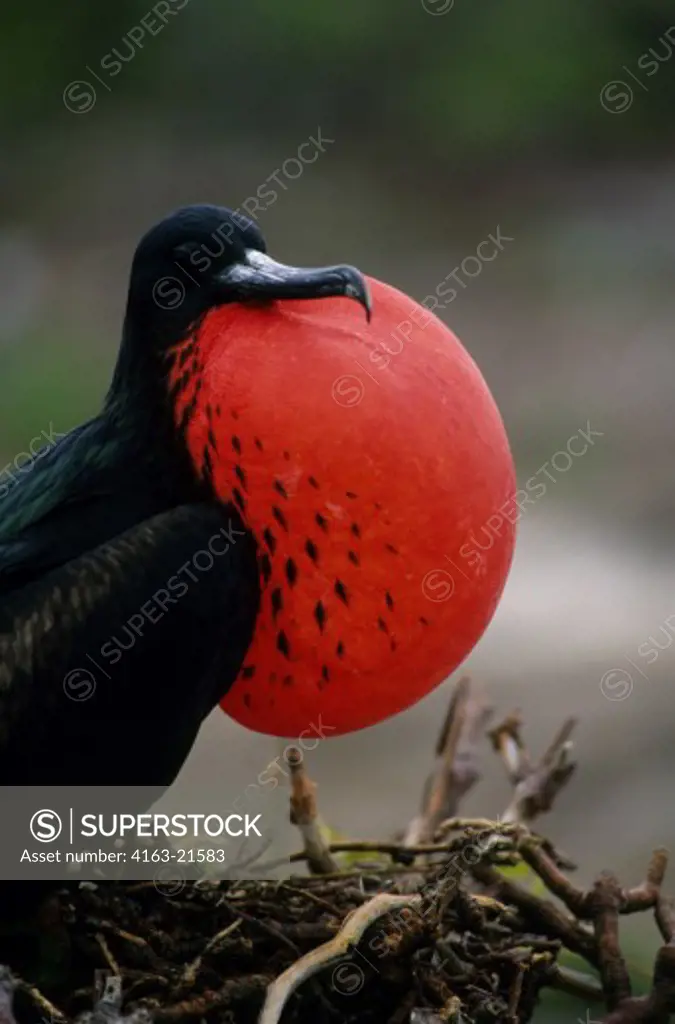 ECUADOR,GALAPAGOS ISLANDS, TOWER ISLAND, FRIGATE BIRD COLONY, MALE WITH INFLATED THROAT POUCH