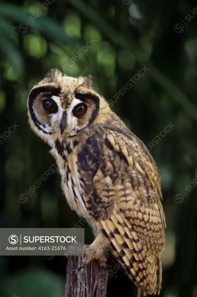A juvenile Striped owl (Pseudoscops clamator) in theAmazon Basin of Ecuadorian rainforest along the Rio Napo, Ecuador