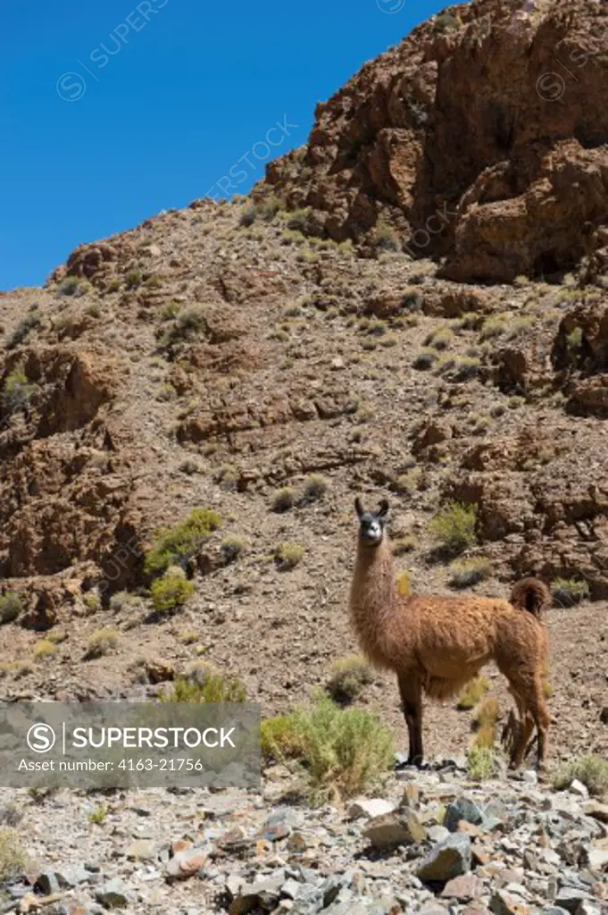 Llama near the city of Susques in the Andes Mountains, province of Jujuy, Argentina