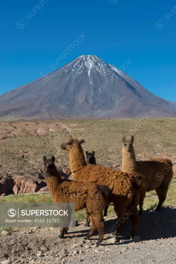 Llamas with Licancabur volcano, 5,920 m (19,423 ft), in background, which is a highly symmetrical stratovolcano on the southernmost part of the border between Chile and Bolivia, near the Jama Pass in the Andes Mountains, Chile
