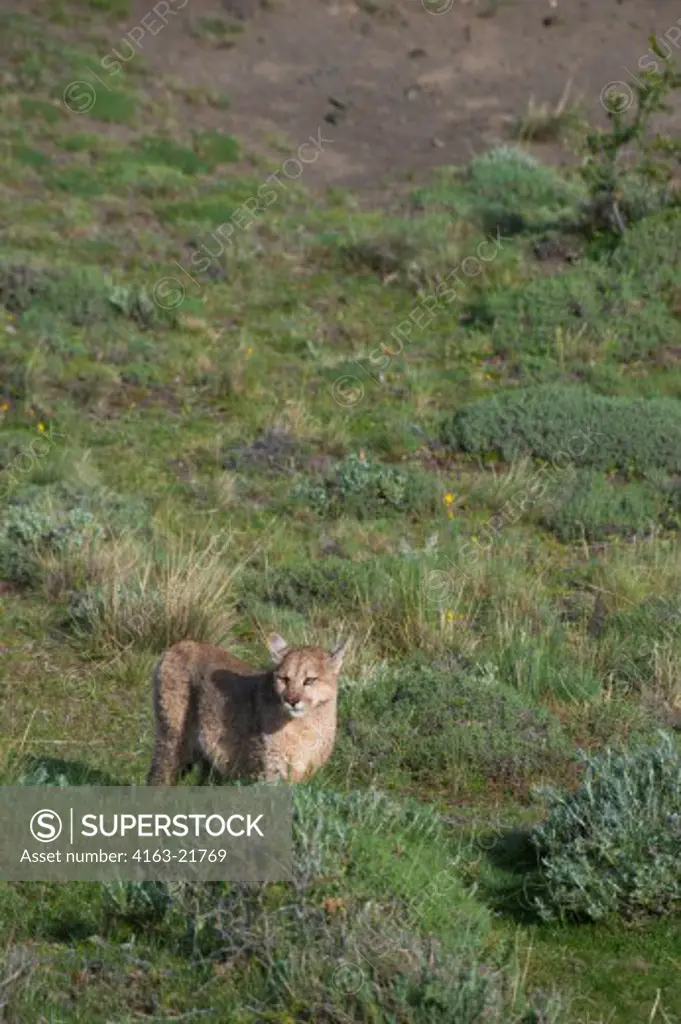 Puma cub (Puma concolor) about 6 months old (Pumas are also known as mountain lion, cougar, panther, or catamount) in Torres del Paine National Park in Patagonia, Chile