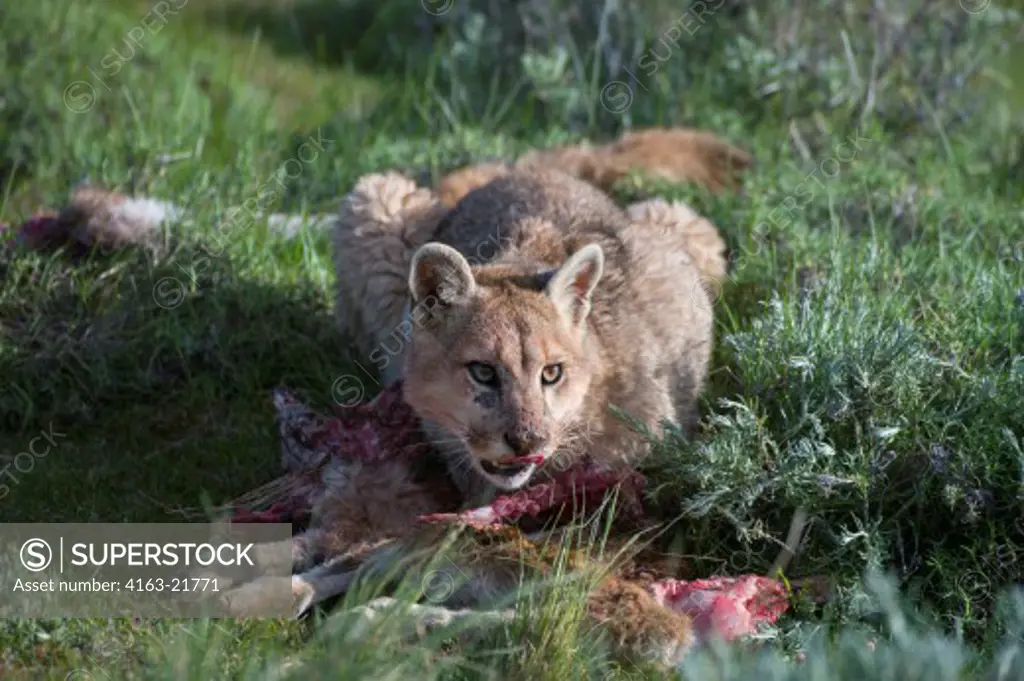 A Puma cub (Puma concolor) about 6 months old feeding on a baby Guanaco kill in Torres del Paine National Park in Patagonia, Chile. (Pumas are also known as mountain lion, cougar, panther, or catamount)