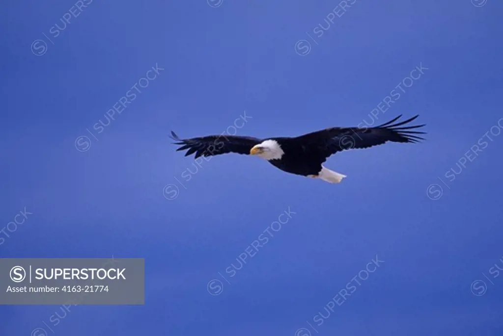 USA, Alaska, Homer Spit, Bald Eagle Flying