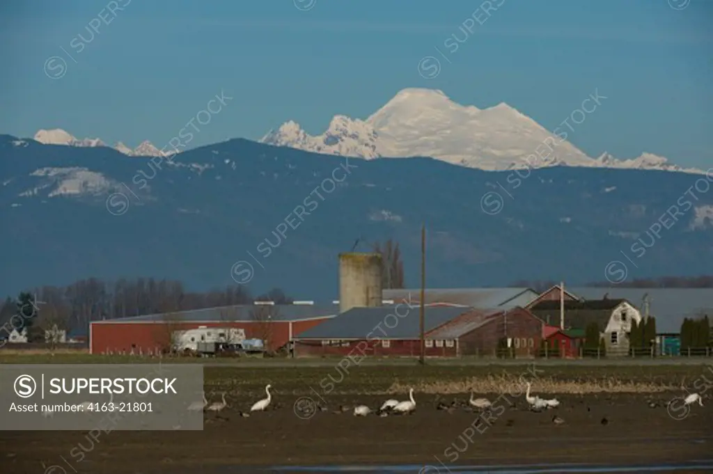 Trumpeter Swans (Cygnus Buccinator) Feeding In Fields Of The Skagit Valley, Washington StateUSA, With Mount Baker, North Cascade Mountains In Background