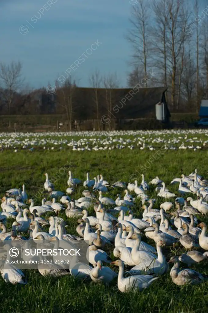 Snow Geese (Chen Caerulescens) With Barn In Background Feeding In Fields Of The Skagit Valley, Washington StateUSA,