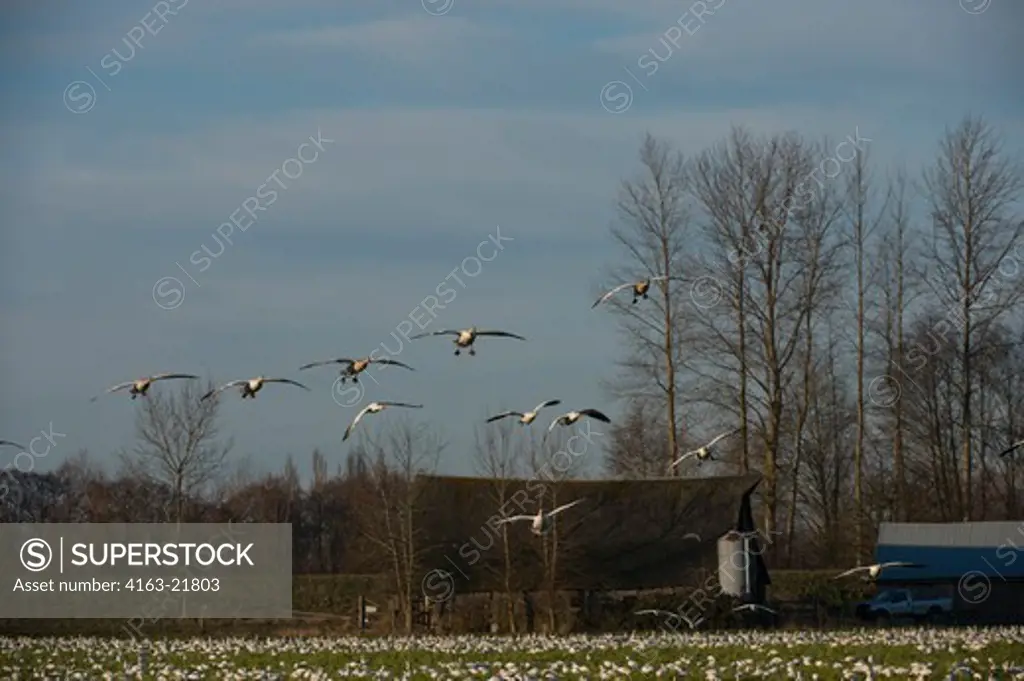 Snow Geese (Chen Caerulescens) With Barn In Background Feeding In Fields Of The Skagit Valley, Washington StateUSA,