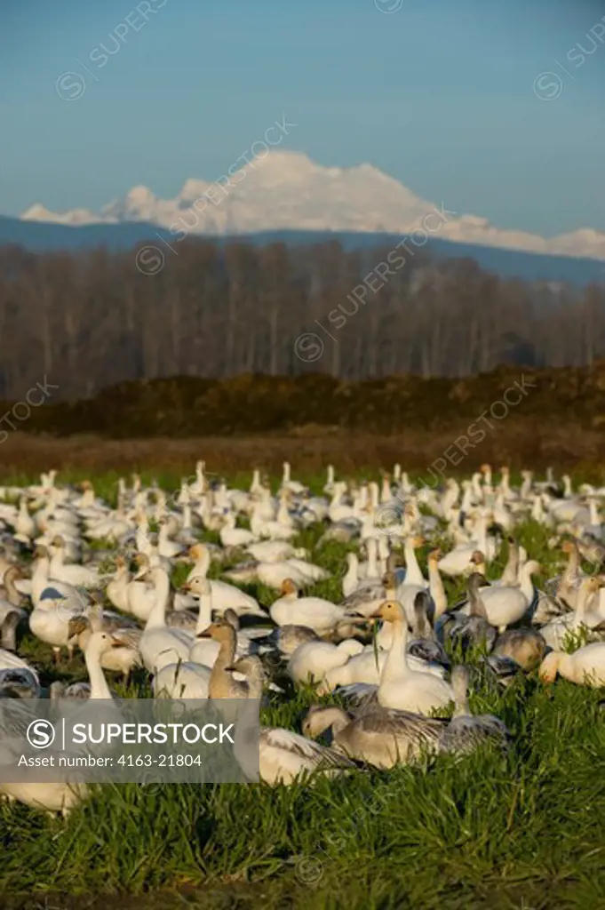 Snow Geese (Chen Caerulescens) Feeding In Field In The Skagit Valley, Washington StateUSA, With Mount Baker, North Cascade Mountains In Background