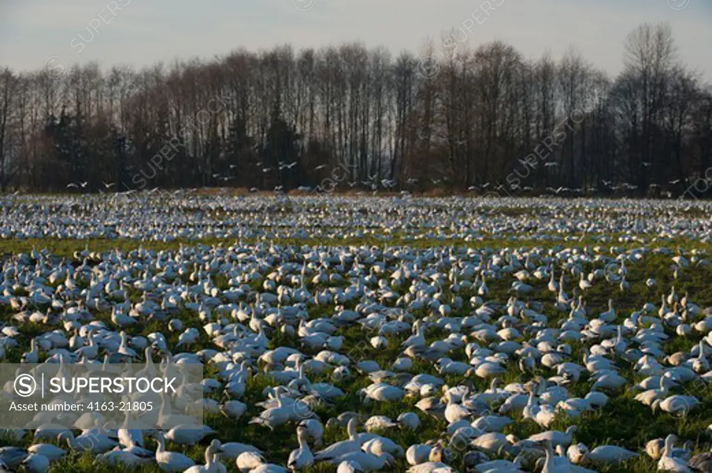 Snow Geese (Chen Caerulescens) Feeding In Field In The Skagit Valley, Washington StateUSA,