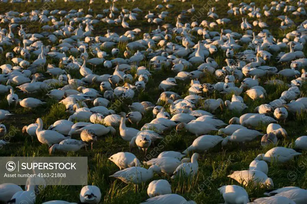 Snow Geese (Chen Caerulescens) Feeding In Field In The Skagit Valley In Washington StateUSA,