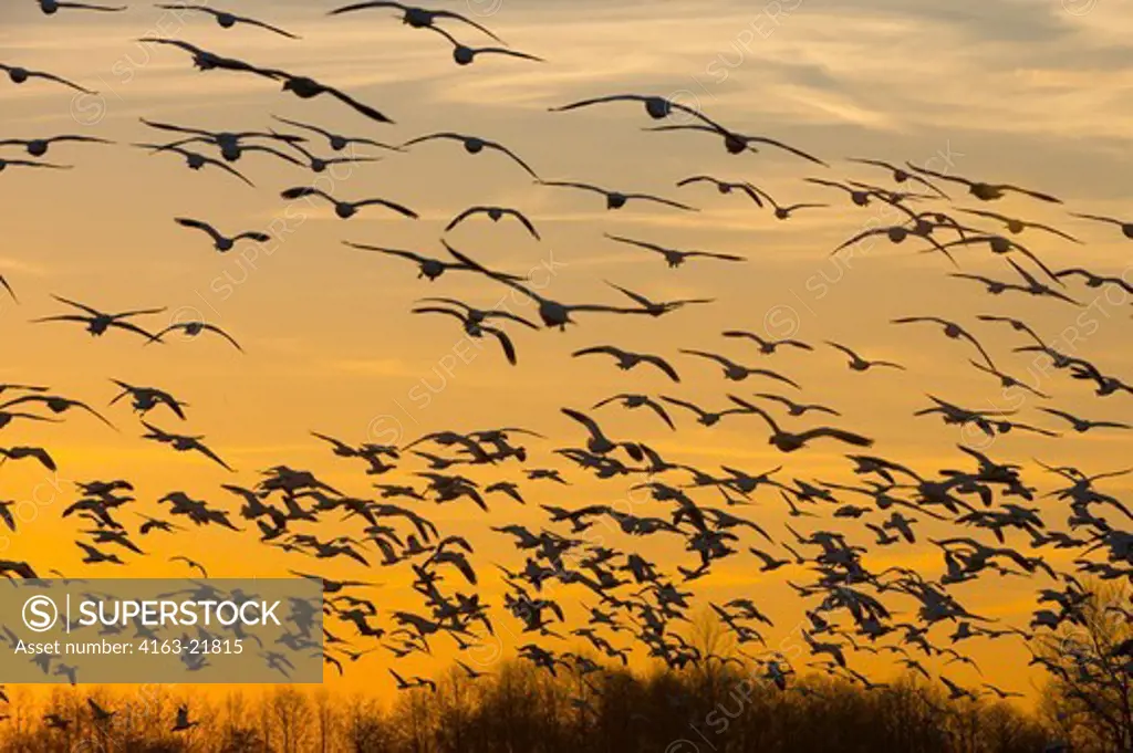 Snow Geese (Chen Caerulescens) In Flight At Sunset In The Skagit Valley In Washington StateUSA,