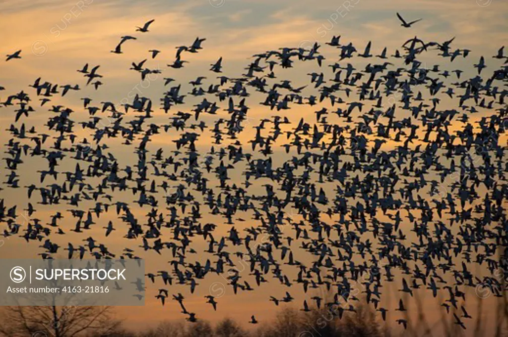 Snow Geese (Chen Caerulescens) In Flight At Sunset In The Skagit Valley In Washington StateUSA,