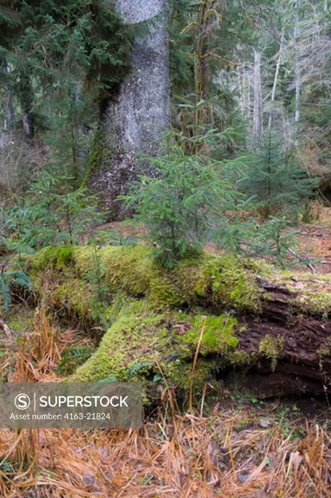 Young Sitka Spruce Trees Growing Out Of Nurse Log In The Hoh River Rainforest, Olympic National Park, Washington State, United States