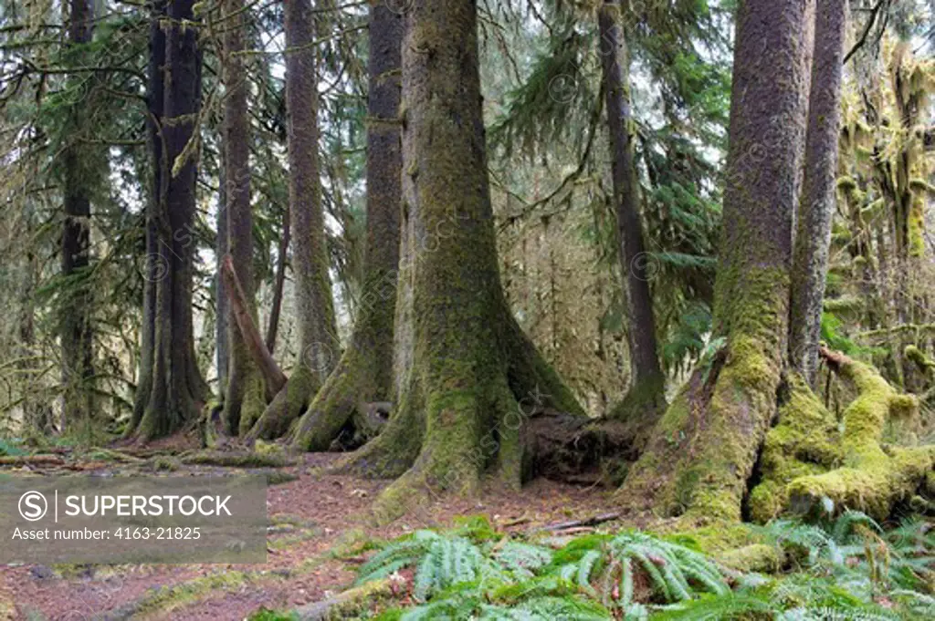 A Straight Line Of Old Trees Grew Out Of A Still Visible Nurse Log In The Hoh River Rainforest, Olympic National Park, Washington State, United States