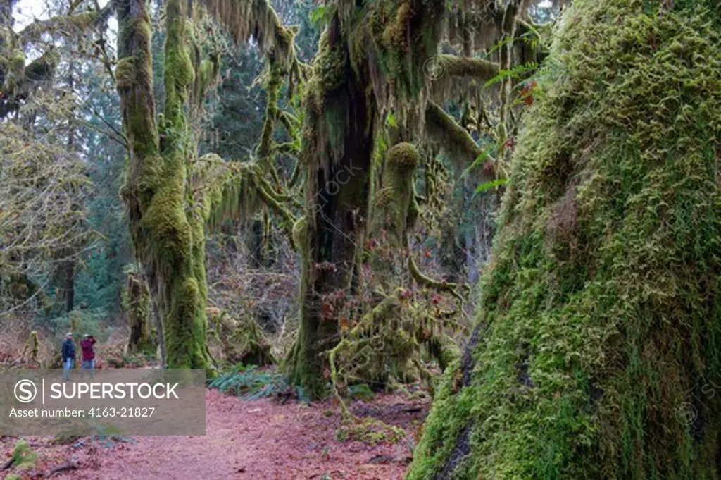 People Looking At Maple Trees Covered With Mosses At The Hall Of Mosses In The Hoh River Rainforest, Olympic National Park, Washington State, United States