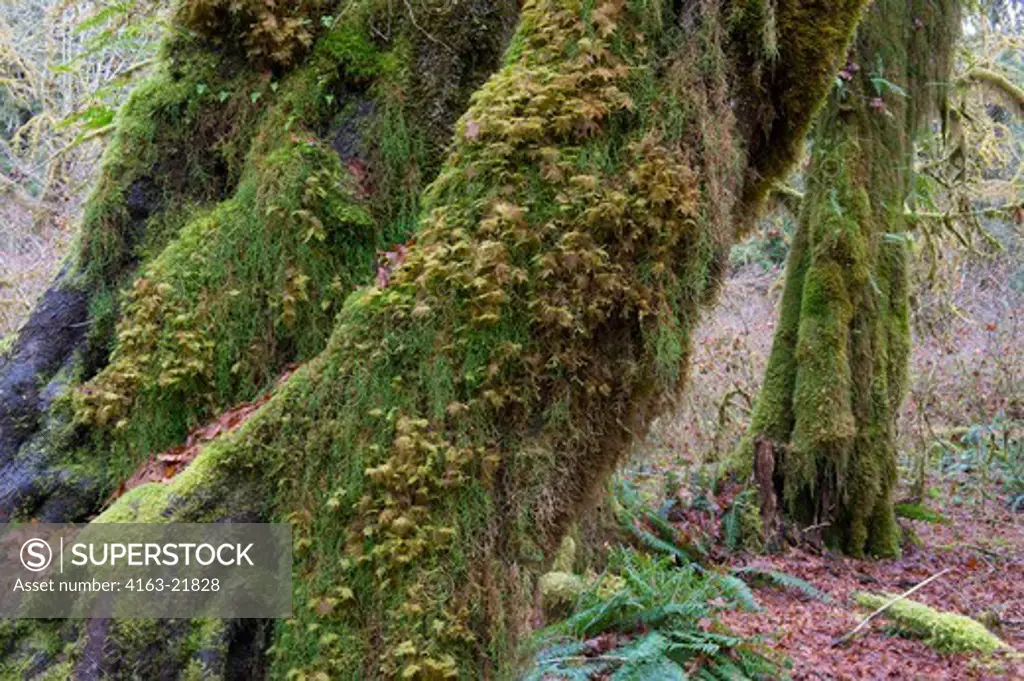 Maple Trees Covered With Mosses At The Hall Of Mosses In The Hoh River Rainforest, Olympic National Park, Washington State, United States