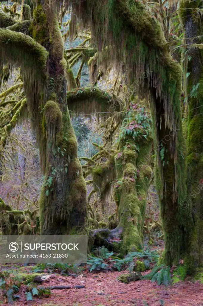 Maple Trees Covered With Mosses At The Hall Of Mosses In The Hoh River Rainforest, Olympic National Park, Washington State, United States