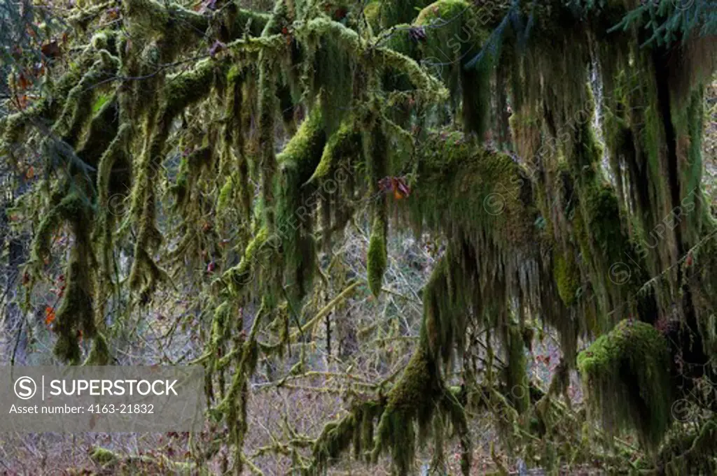 Maple Trees Covered With Mosses In The Hoh River Rainforest, Olympic National Park, Washington State, United States
