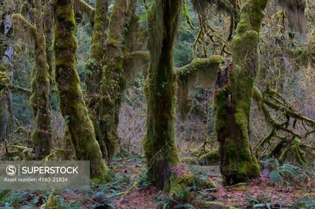Maple Trees Covered With Mosses In The Hoh River Rainforest, Olympic National Park, Washington State, United States