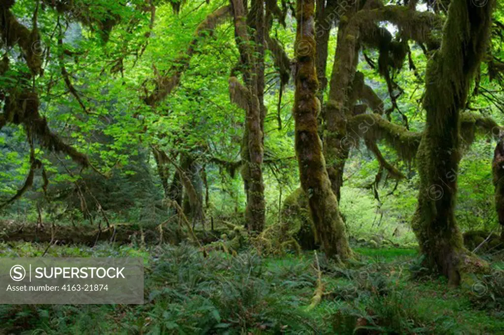 Old Maple Tree Covered With Moss In The Hoh River Rainforest In The Olympic National Park In Washington StateUSA,