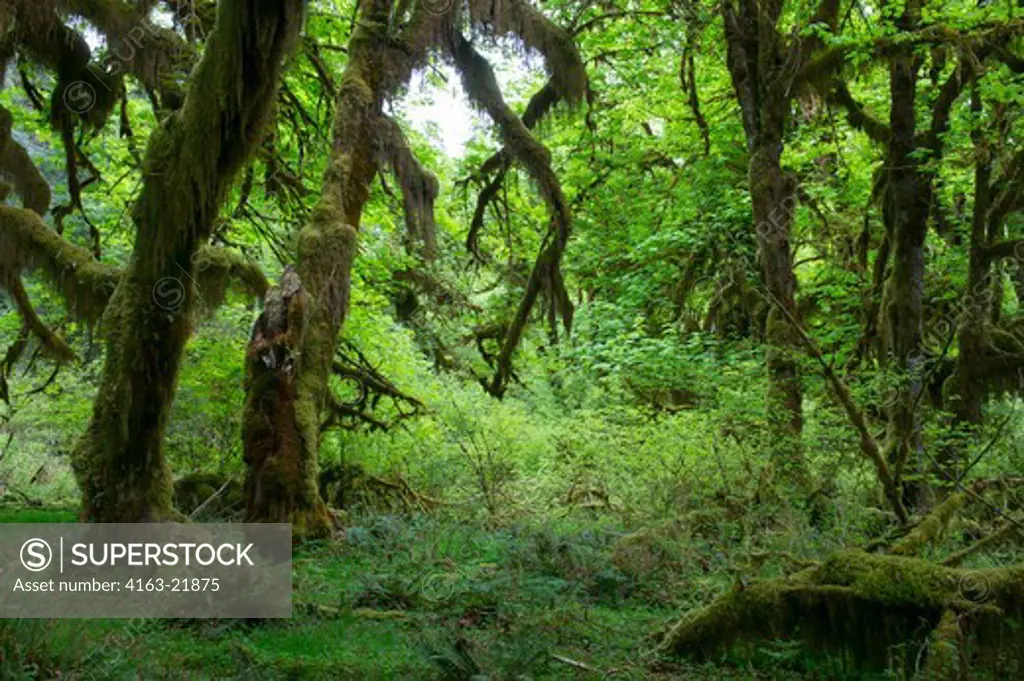 Old Maple Tree Covered With Moss In The Hoh River Rainforest In The Olympic National Park In Washington StateUSA,
