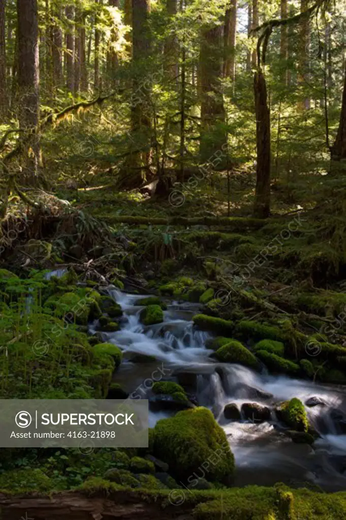Creek With Moss Covered Rocks Near Sol Duc Falls On The Olympic Peninsula In The Olympic National Park In Washington StateUSA,