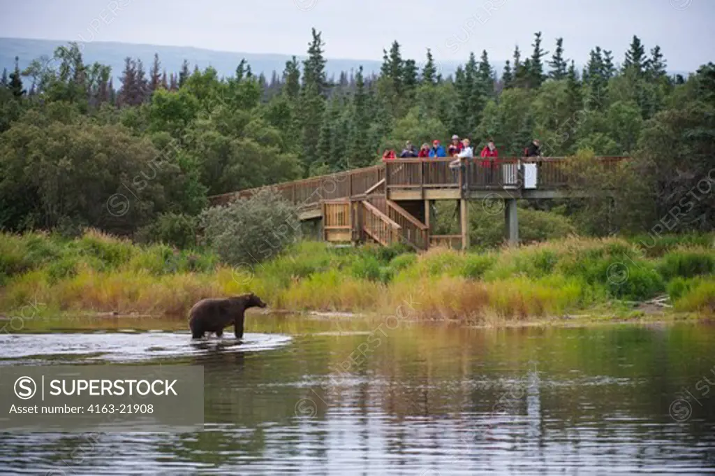 Brown Bear (Ursus Arctos) Or Grizzly At Brooks Lake With People On Observation Platform In Katmai National Park And Preserve, Alaska, USA,