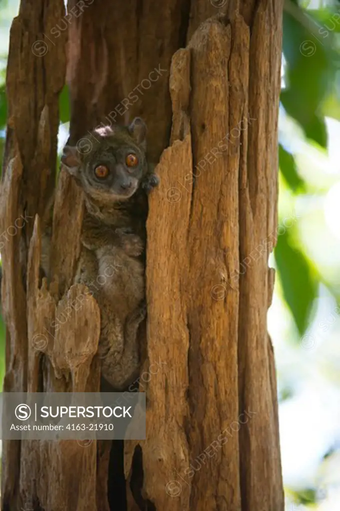 The Ankarana Sportive Lemur (Lepilemur Ankaranensis) Is Endemic To Madagascar, Ankarana Reserve In Northern Madagascar