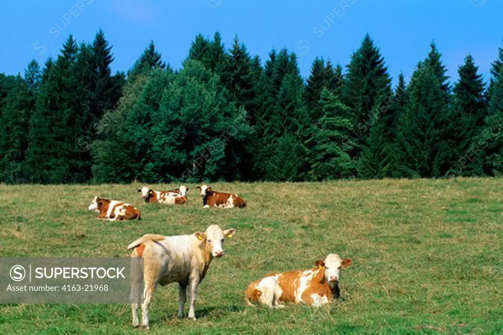 Germany, Bavaria, Starnberger See, Lake, Near Seeshaupt, Cows In Pasture, Cattle