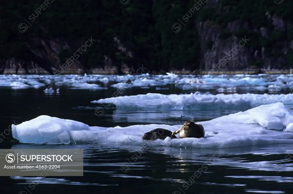 USA, ALASKA, NEAR JUNEAU, TRACY ARM, HARBOR SEAL WITH NEWLY BORN PUP ON ICE