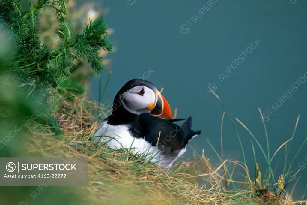 Iceland, South Coast, Near Skogar, Dyrholaey Bird Sanctuary, Atlantic Puffin