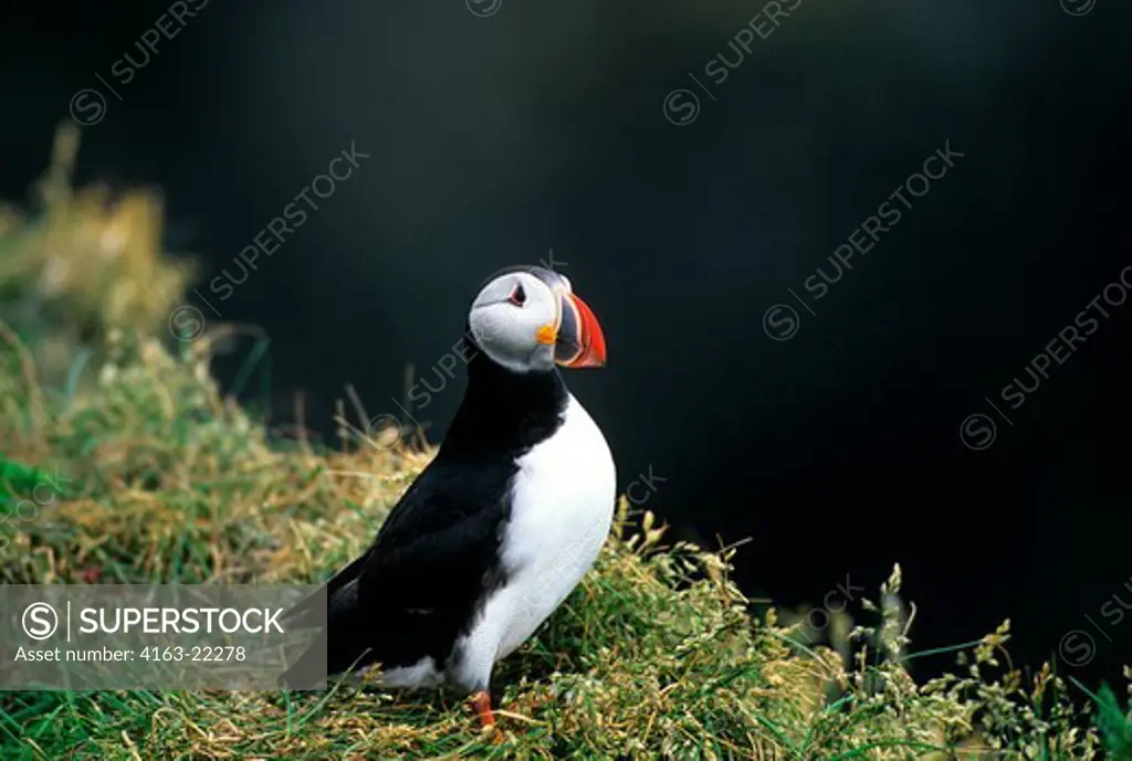 Iceland, South Coast, Near Skogar, Dyrholaey Bird Sanctuary, Atlantic Puffin