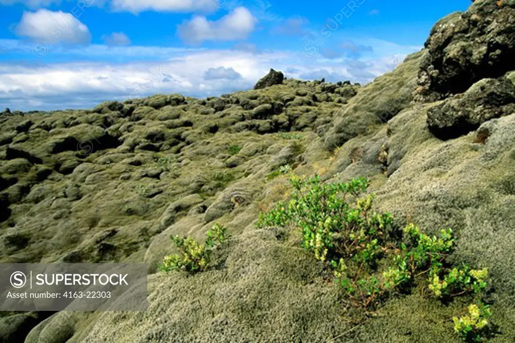 Iceland, South Coast, Lava Field From 1783 Eruption, Covered With Moss, Willow Tree