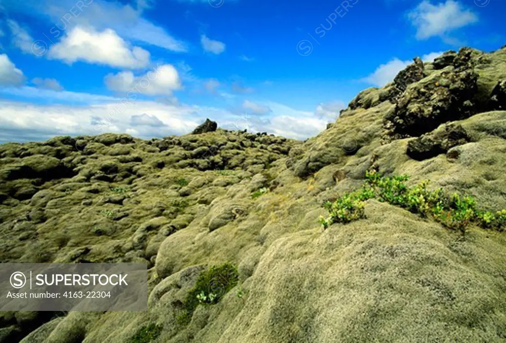 Iceland, South Coast, Lava Field From 1783 Eruption, Covered With Moss, Willow Tree