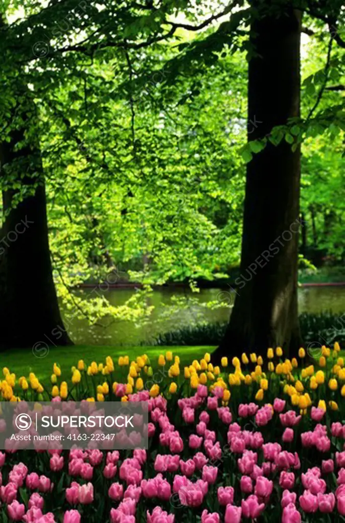 Netherlands, Holland, Near Amsterdam, Keukenhof Gardens, Tulips