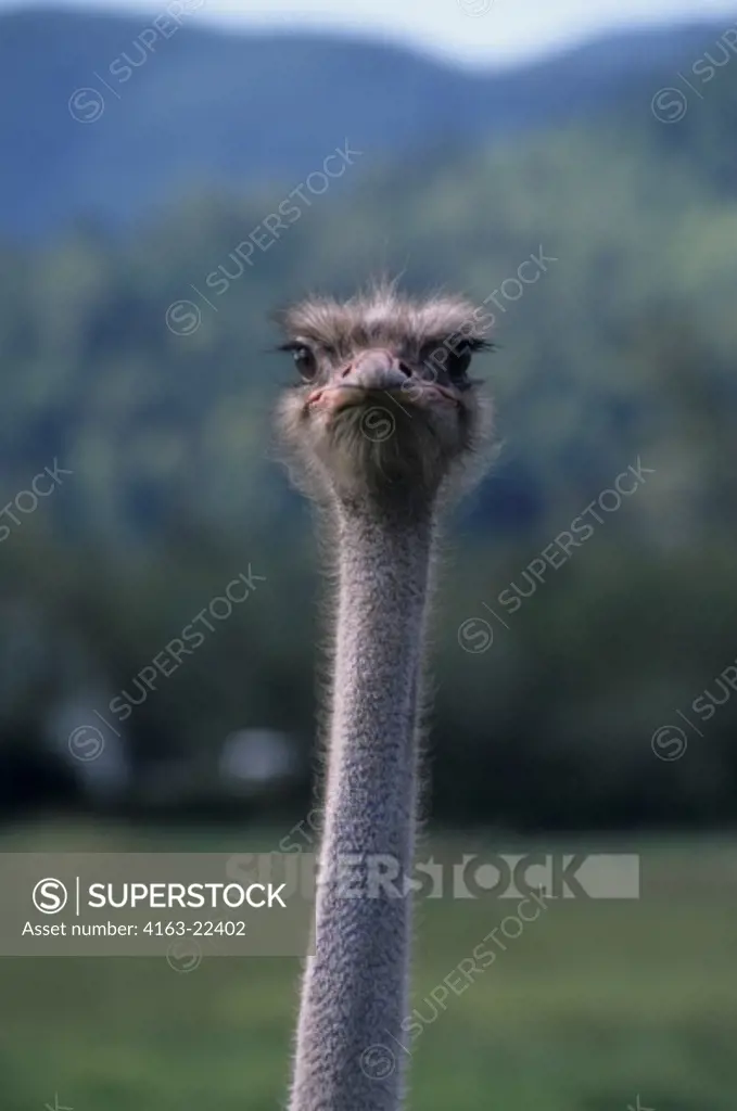 Usa, Washington, North Cascades, Near Oso, Ostrich Farm, Close-Up Of Ostrich - Restricted To Greeting Card Use Until August 4, 2017 - Please Inquire After This Date