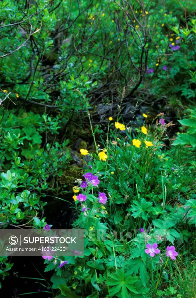 Iceland, South Coast, Skaftafell National Park, Geranium And Buttercup Flowers