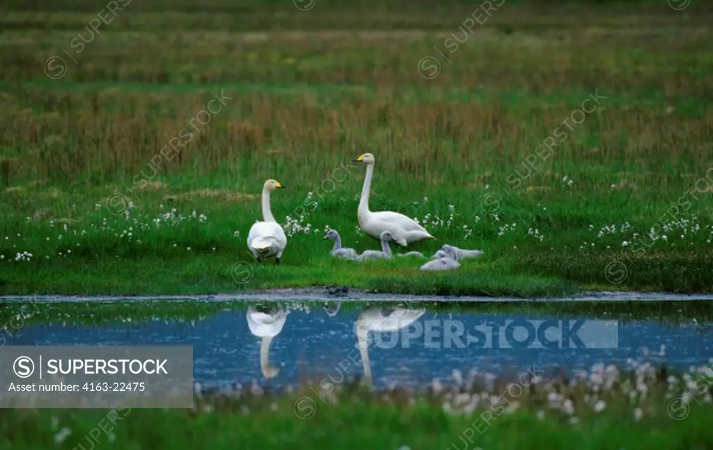 Iceland, South Coast, Near Hofn, Marsh, Whooper Swans With Cygnets