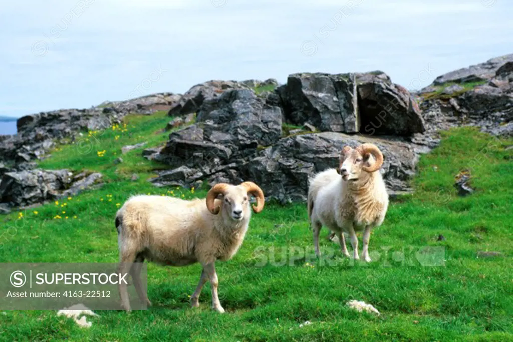 Iceland, East Coast, Sheep, Rams