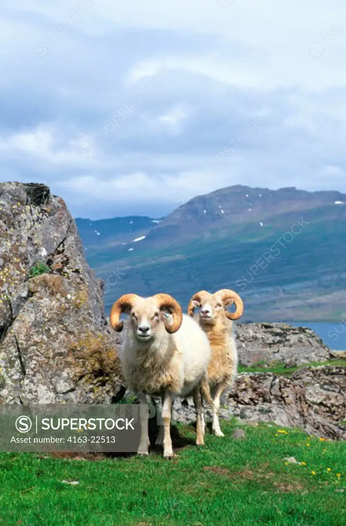 Iceland, East Coast, Sheep, Rams